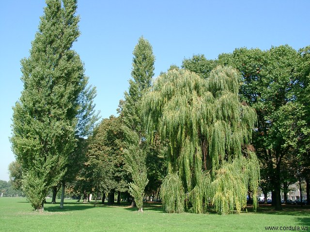 Cordula's Web. Weeping Willow.
