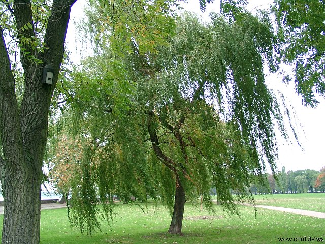 Cordula's Web. Weeping Willow in the Wind.