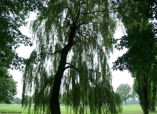 Cordula's Web. Weeping Willow with hanging branches, Japanese-style.