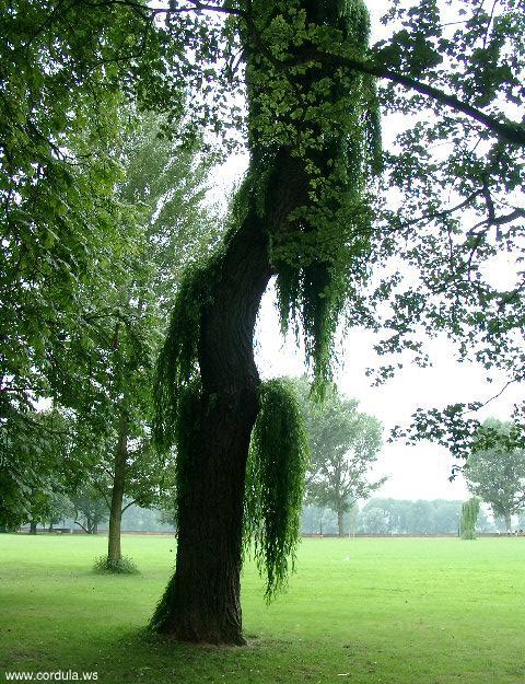 Cordula's Web. Japanese Weeping Willow.