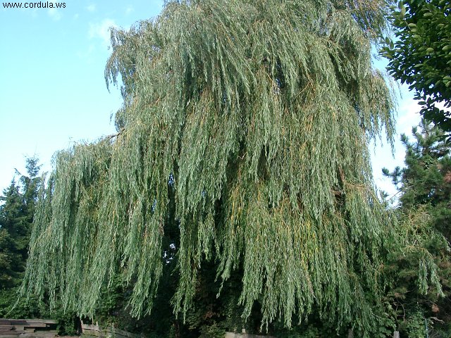 Cordula's Web. Weeping Willow in the Wind.