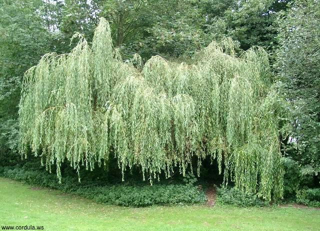 Cordula's Web. Fountain-like Weeping Willow.