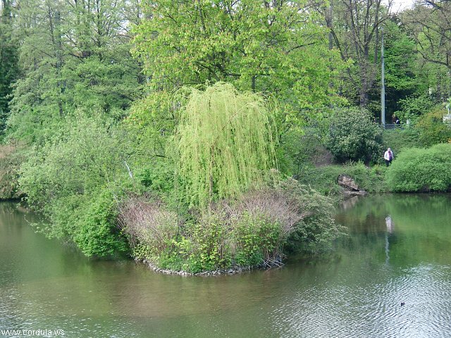 Cordula's Web. Weeping Willow, Schwanenspiegel Park, Duesseldorf.