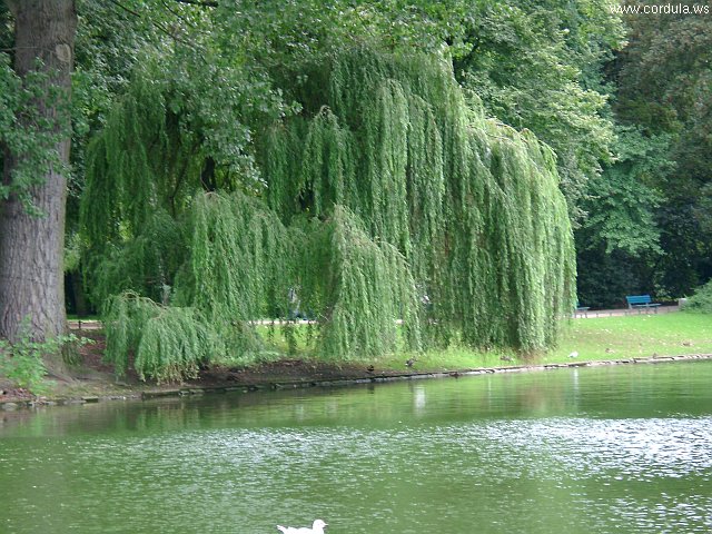 Cordula's Web. Weeping Willow in a Park, Duesseldorf.