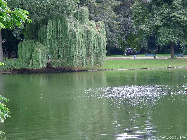 Cordula's Web. Weeping Willow at a Lake.