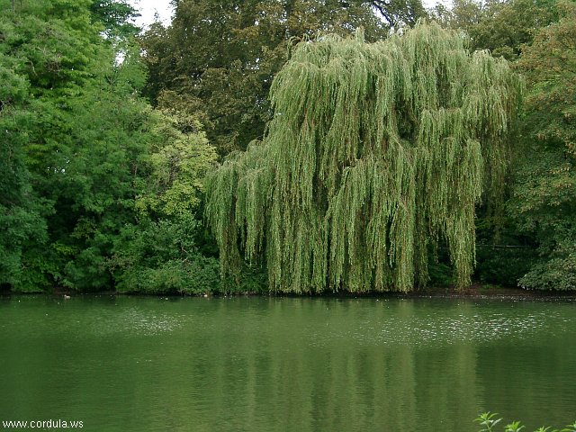 Cordula's Web. Weeping Willow at a Lake.