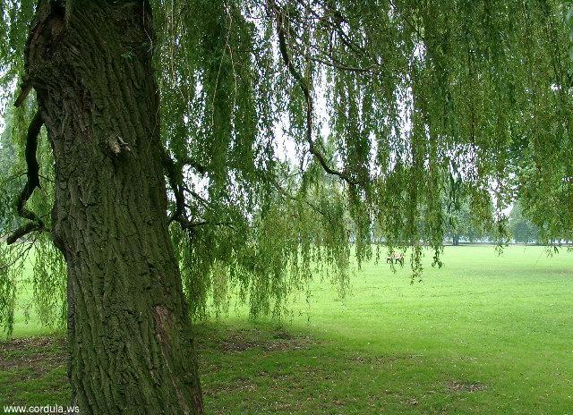 Cordula's Web. Weeping Willow with short branches