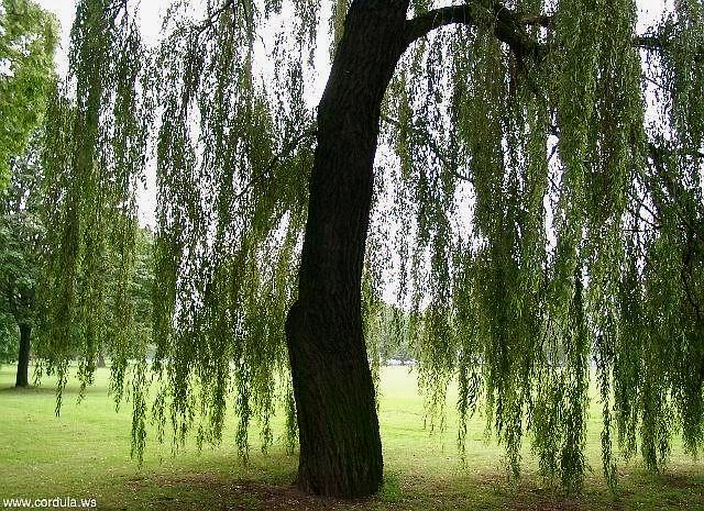 Cordula's Web. Under the Weeping Willow.