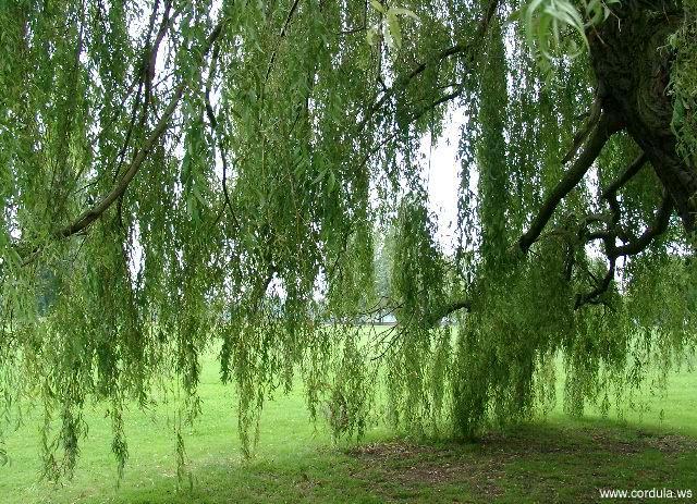 Cordula's Web. Under the branches of the Weeping Willow