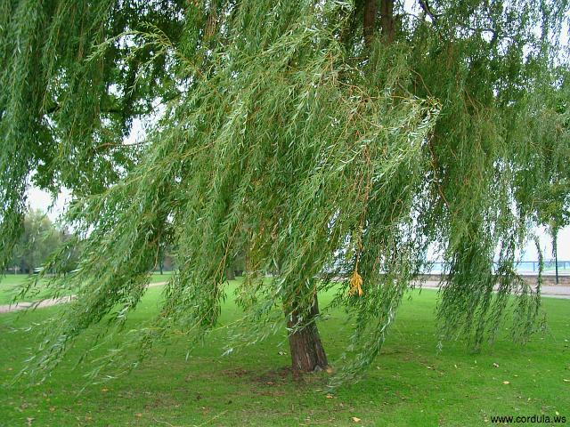 Cordula's Web. Weeping Willow in the wind.