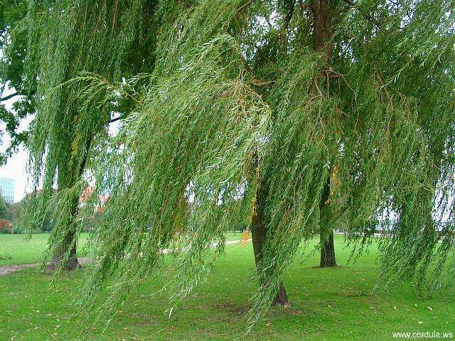 Cordula's Web. Weeping Willow in the wind.