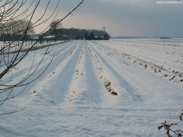 Cordula's Web. Winter Landscape in Kaarst/Willich.