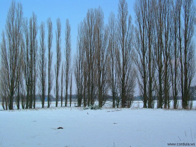 Cordula's Web. Winter Landscape in Kaarst.