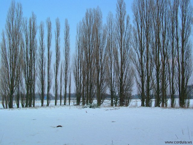 Cordula's Web. Winter Landscape in Kaarst.