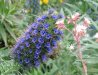 Cordula's Web. Blue Flower (Detail).