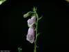 Cordula's Web. Flowers hanging in sorrow and bitterness