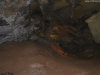 Cordula's Web. Flickr. Cave of the Winds, near Colorado Springs.