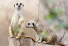 Cordula's Web. Flickr. Subdued Meerkat, Cheyenne Mountain Zoo, Colorado Springs.