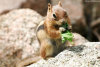 Cordula's Web. Flickr. Chipmunk, Cheyenne Mountain Zoo, Colorado Springs.