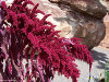 Cordula's Web. Flickr. Flowers near Cliff Dwelling, above Manitou Springs.