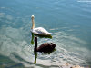 Cordula's Web. Flickr. Ebony and Ivory? Black and White Swans, facing away from each other.