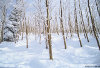 Cordula's Web. Flickr. Snowy Forest near Steamboat Springs.