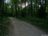 Cordula's Web. Der Traurige im Wald.