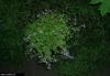 Cordula's Web. Forget-Me-Not(-lookalike) at Night