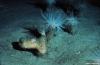 Cordula's Web. NOAA. Cerianthus Borealis Anemones, North Atlantic continental slope.