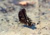 Cordula's Web. NOAA. Butterfly on the beach. Patuxent River, Maryland.