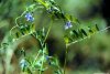 Cordula's Web. NOAA. Forget-me-not look-alike, Grand Bay, Mississippi.