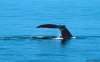 Cordula's Web. NOAA. Tail of a right whale prior to sounding.