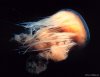 Cordula's Web. NOAA. Lion Mane Jellyfish, Monterey Bay Marine Sanctuary.