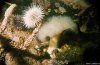 Cordula's Web. NOAA. Hedgehog-like Corals in the Barents Sea.