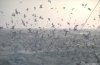 Cordula's Web. NOAA. Fishing Grounds and Sea Birds.