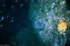 Cordula's Web. NOAA. Sea Urchin on Rock. Barents Sea.