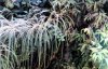 Cordula's Web. NOAA. Sad Plants.