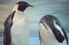 Cordula's Web. NOAA. Emperor Penguins, Canterbury Museum in Christchurch, New Zealand.