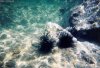 Cordula's Web. NOAA. Dueling Sea Urchins.