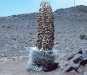 Cordula's Web. NOAA. Silver sword growing on Mt. Haleakala. Maui, Hawaii.