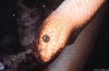 Cordula's Web. NOAA. Sea Snake.