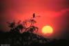 Cordula's Web. NOAA. Sunrise over the Everglades.