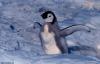 Cordula's Web. NOAA. Emperor penguin chick at Cape Washington.