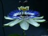 Cordula's Web. Passiflora Edulis.