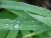 Cordula's Web. PDPHOTO.ORG. Some dew after a rainy moning in Old Town.