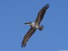 Cordula's Web. PDPHOTO.ORG. A pelican at the pier.