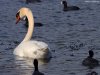 Cordula's Web. PDPHOTO.ORG. A swan on Lake Murrey.