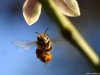 Cordula's Web. PDPHOTO.ORG. Bee Wings.