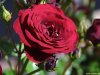 Cordula's Web. PDPHOTO.ORG. Dark Red Rose.