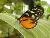 Cordula's Web. PDPHOTO.ORG. A Beautiful Butterfly.